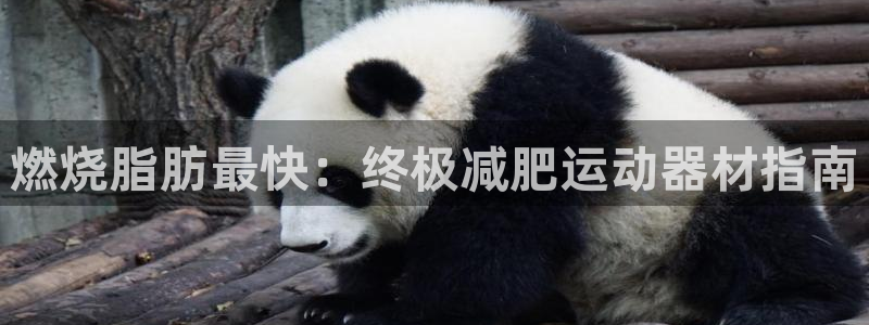 意昂3集团官网首页网址：燃烧脂肪最快：终极减肥运动器
